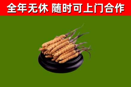 郊区回收冬虫夏草
