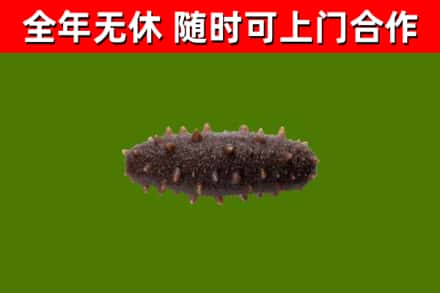 郊区回收海参干